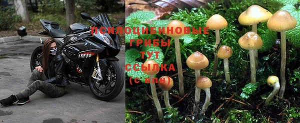 PSILOCYBIN Абинск
